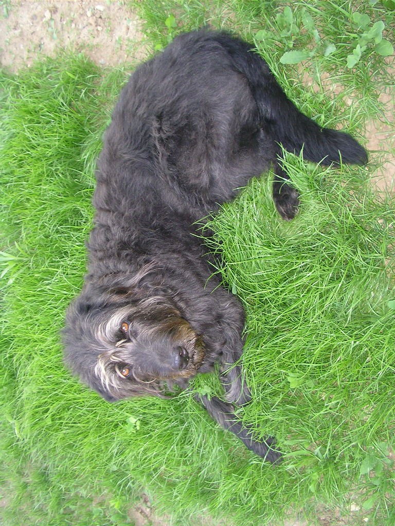 Luna (Berner Sennenhund, Labrador, Riesenschnauzer) Berner Sennenhund Labrador Riesenschnauzer 